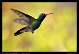  Broad-billed Hummingbird � Janet Zinn